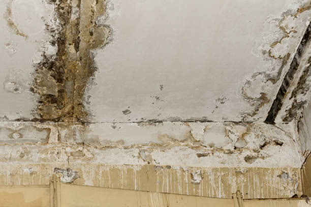 Mold Odor Removal Services in Astatula, FL